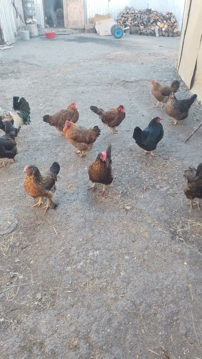 Продам домашних курочек в количестве 17шт.не молодые