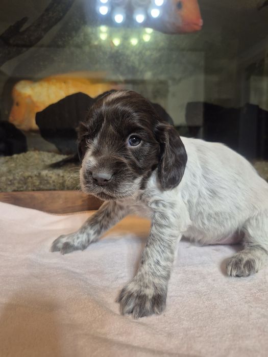 Щенки русский спаниель