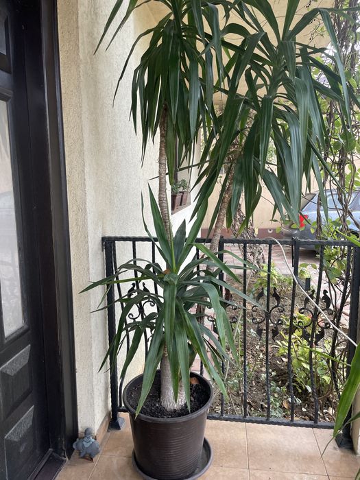 Vand Yucca 2,5m superba
