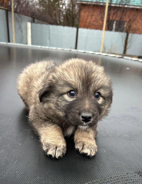 щенята ищут дом и любящих хозяев