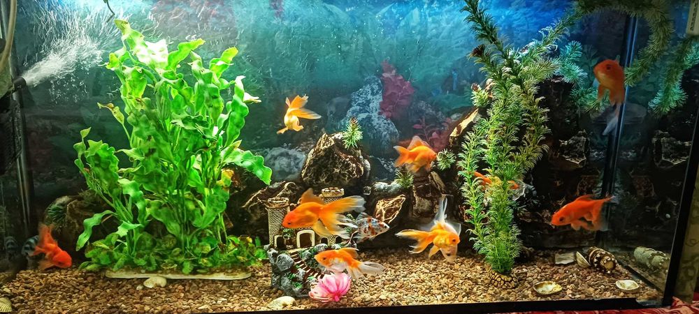 Аквариум сотилади хамма нарсаси ва билқлари билан