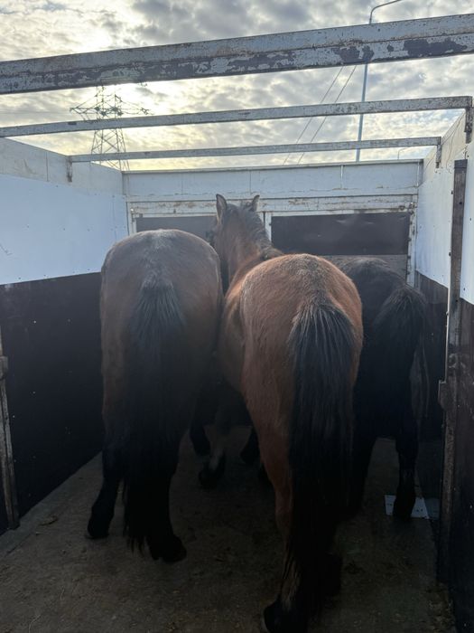 Продам 1 кунан 2 тай