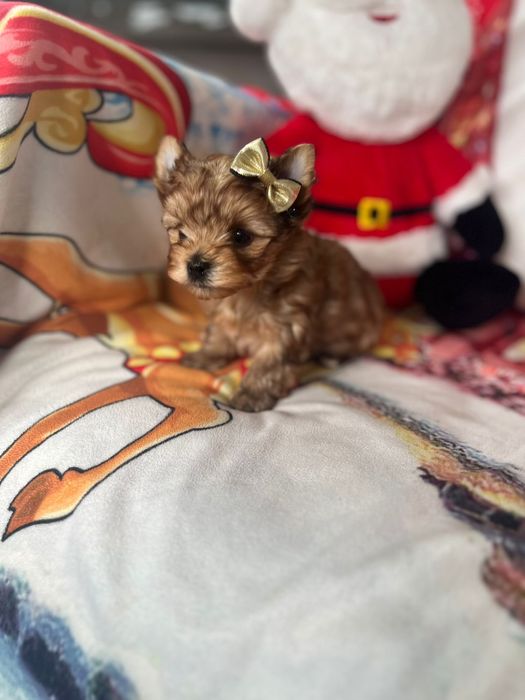 Yorkshire terrier Gold