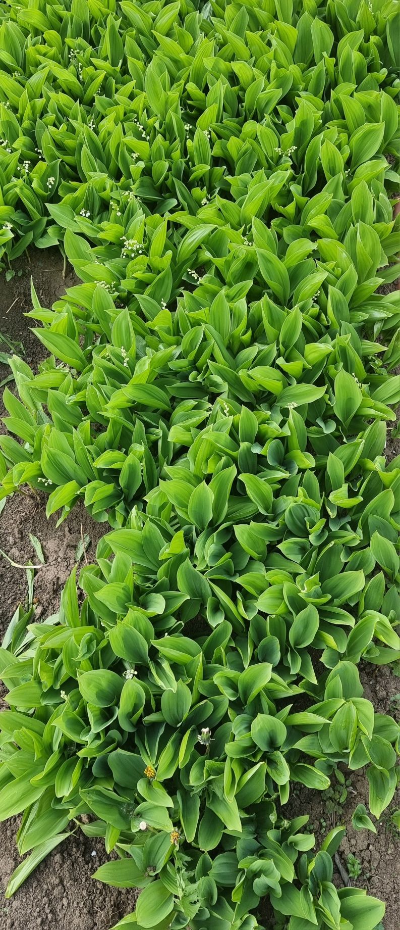 Bujori ROSU aprins, Margaritati parfumati, Lavanda la ghiveci,