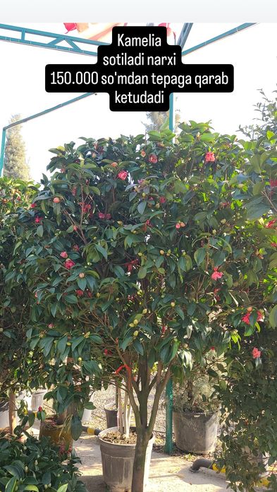 Kamelia gulla sotiladi