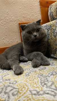 Scottish Fold orginal