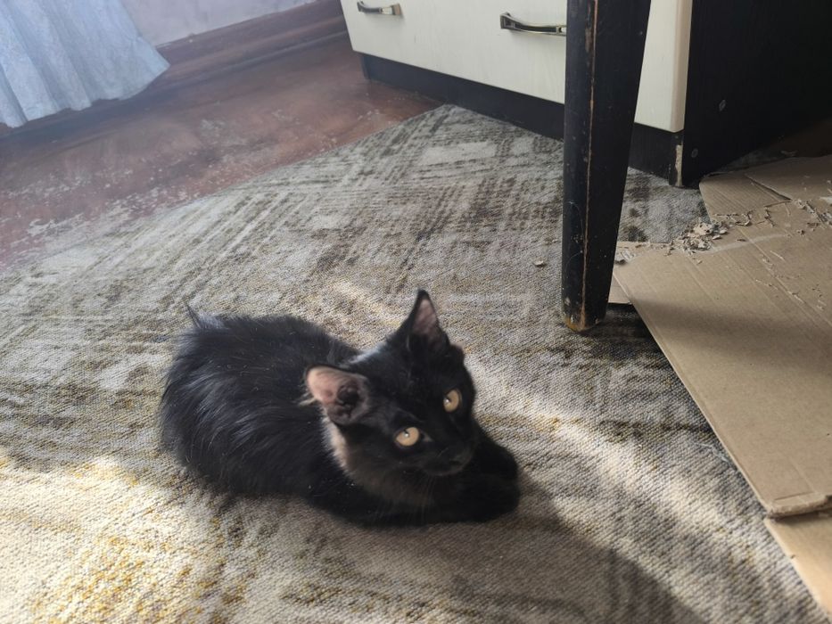 Котята домашние в добрые руки