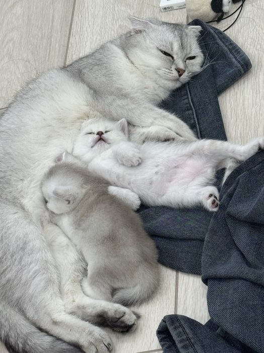 Котят чистокровные шиншиллы серебристрые