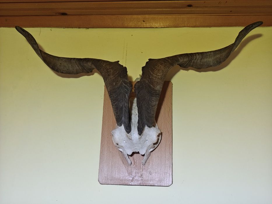 Череп с рога от козел