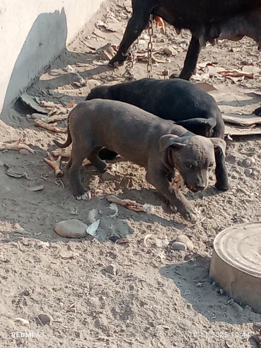 Продаётся питбуль