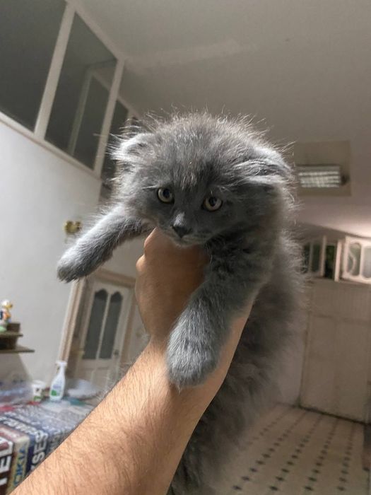 Британский мушукча сотилади