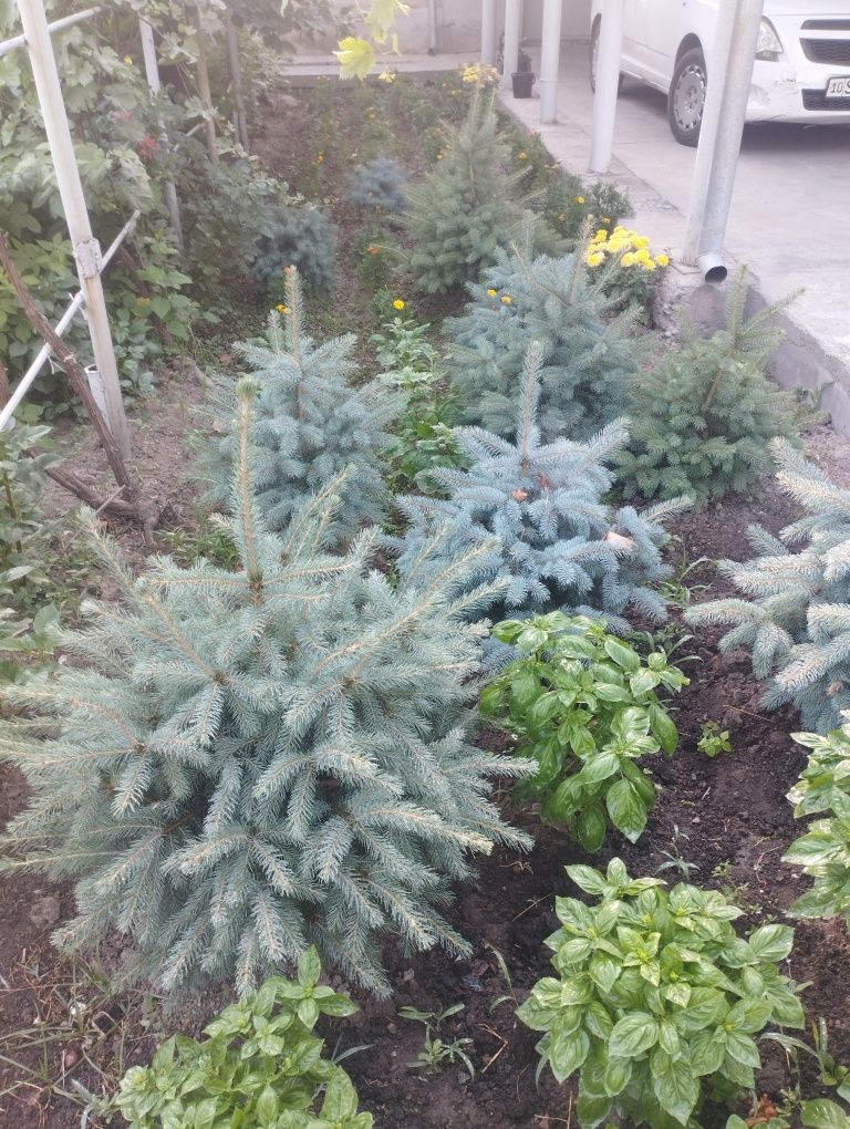 Продам голубой ель