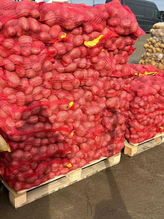 Cartofi de consum Alb si Roșu