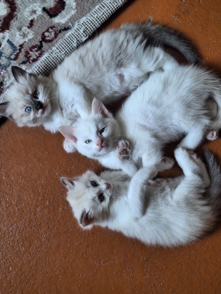 Сиамские котята.