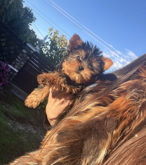 Femela mini rasa Yorkshire Terrier