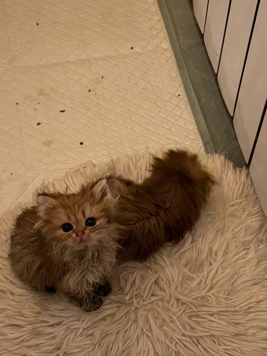 Золотая Британская Шиншилла