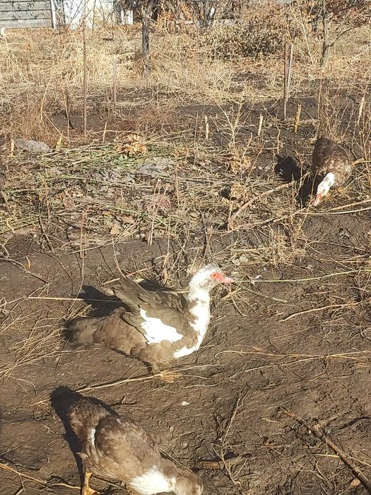 Молодые индоутки