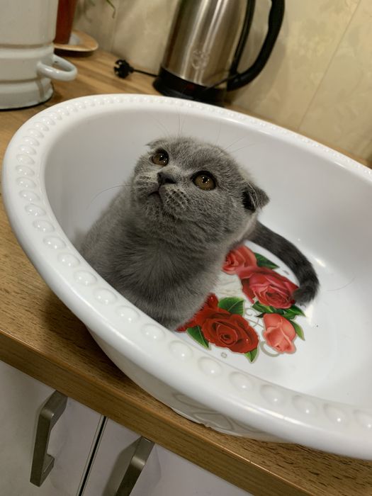 Британиский кот