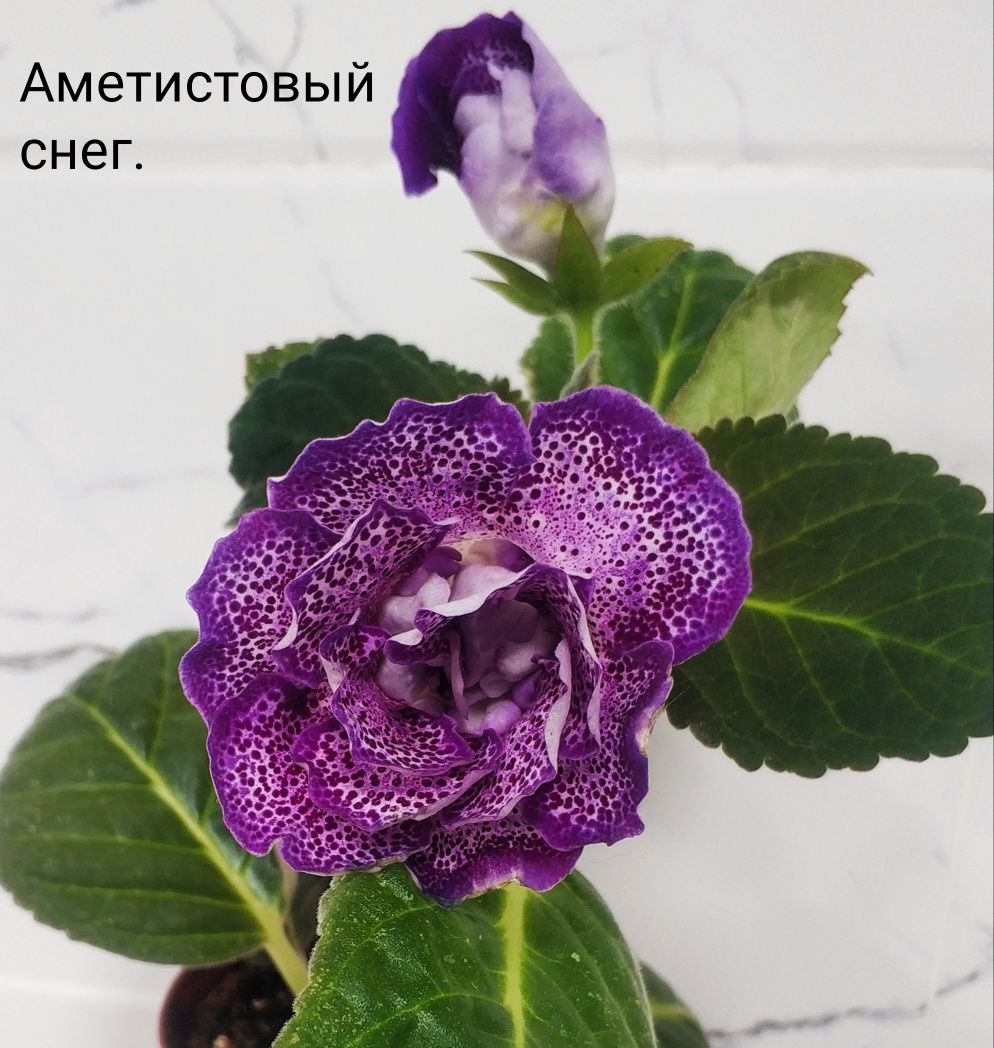 Сортовые цветущие глоксинии.