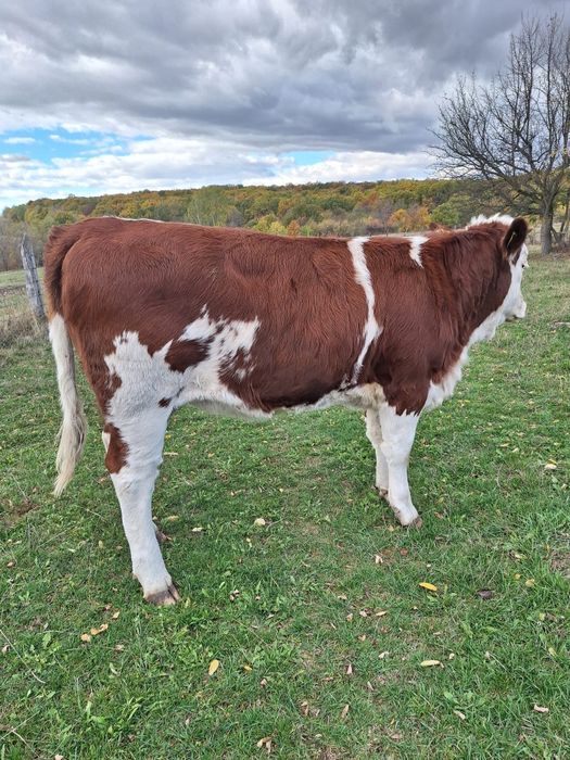 Bălțată Românească 7 luni