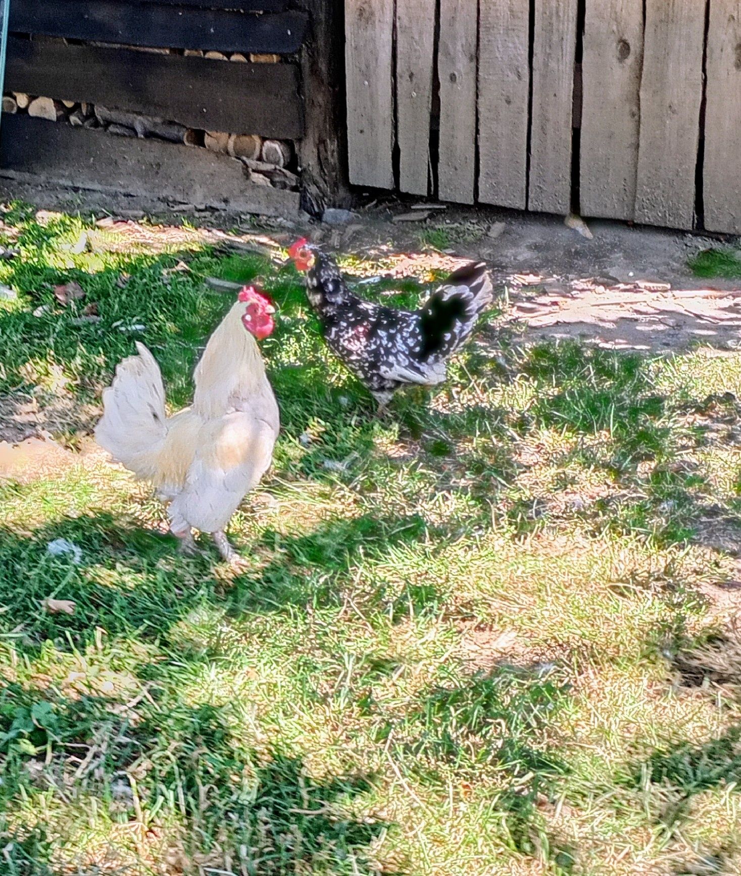 Cocoși americani