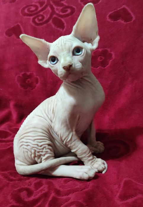 Продаються канадские котята