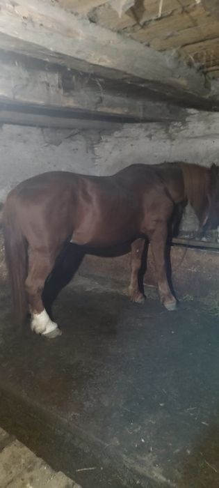 Vand cal                      .