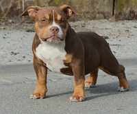 American Bully Poket