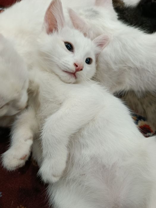 Uyda orgatilgan mushuk