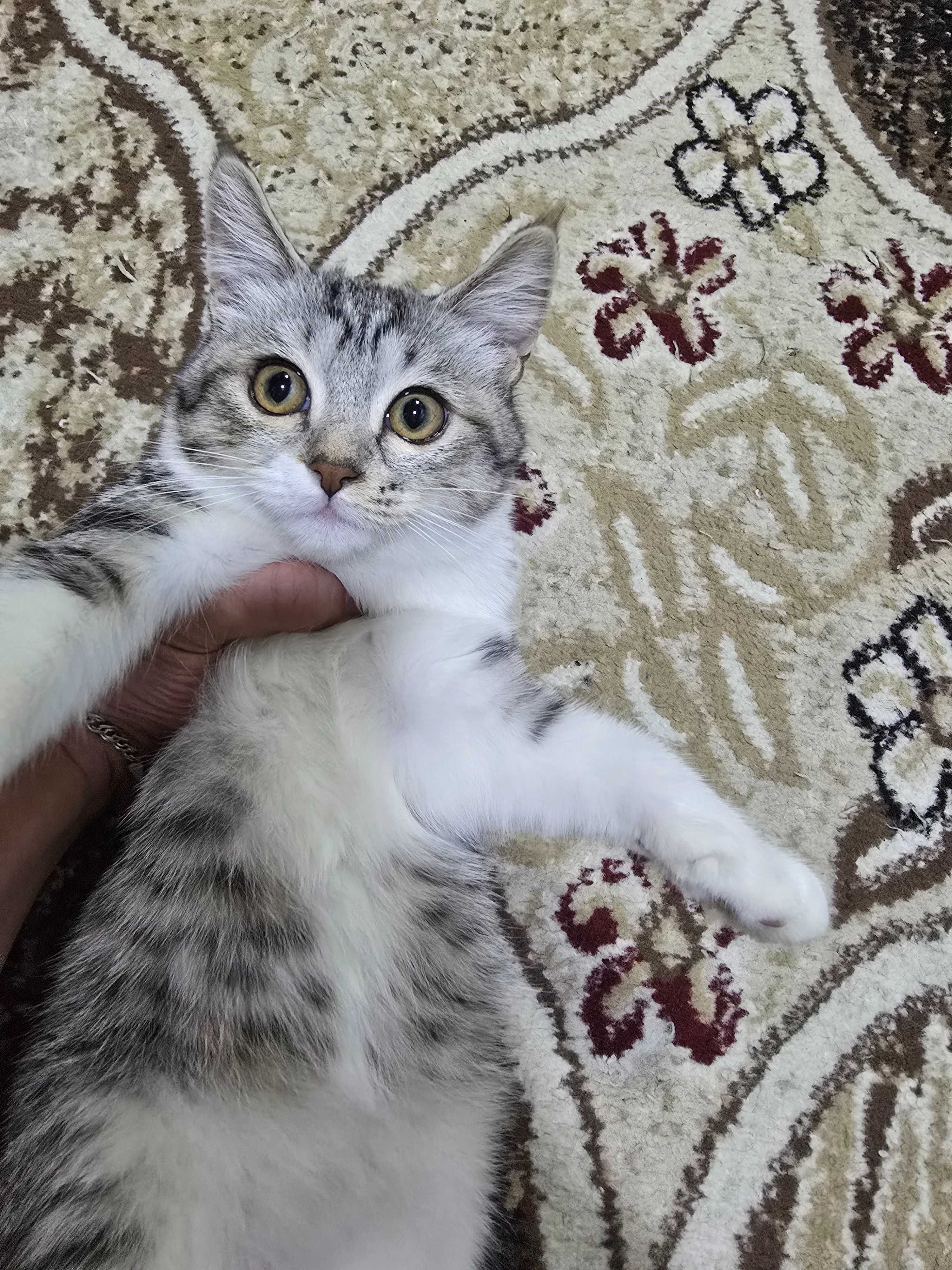 Отдам Кошку в хорошие руки