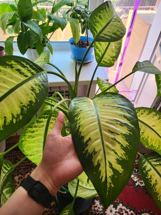 Продам диффенбахию