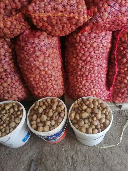 Vînd strujeni preț 4 lei snopu plus ovăz 1.50 kg plus cartofi pentru a