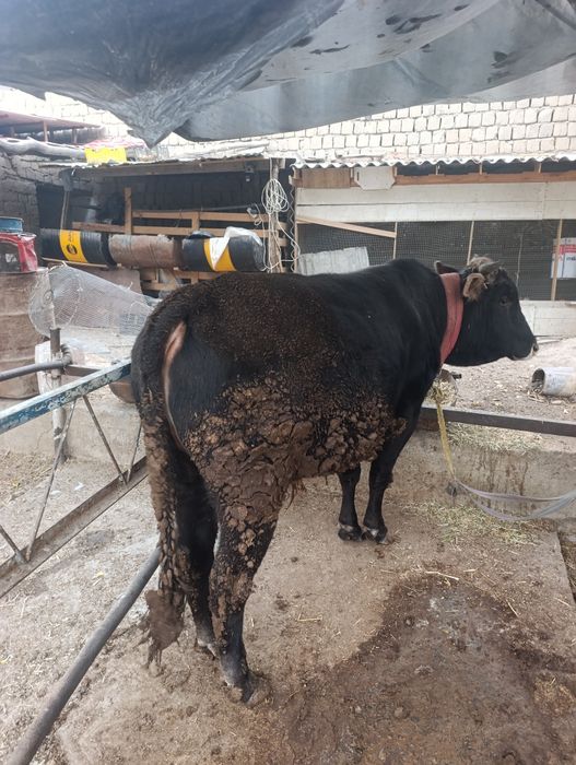 Новвос сотилади.