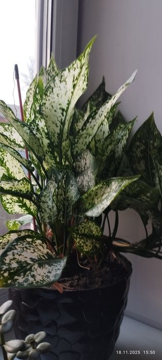 Аглаонема комнатное растение