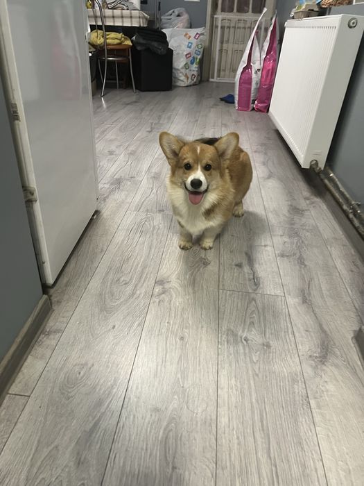 Mascul Corgi cu pedigree