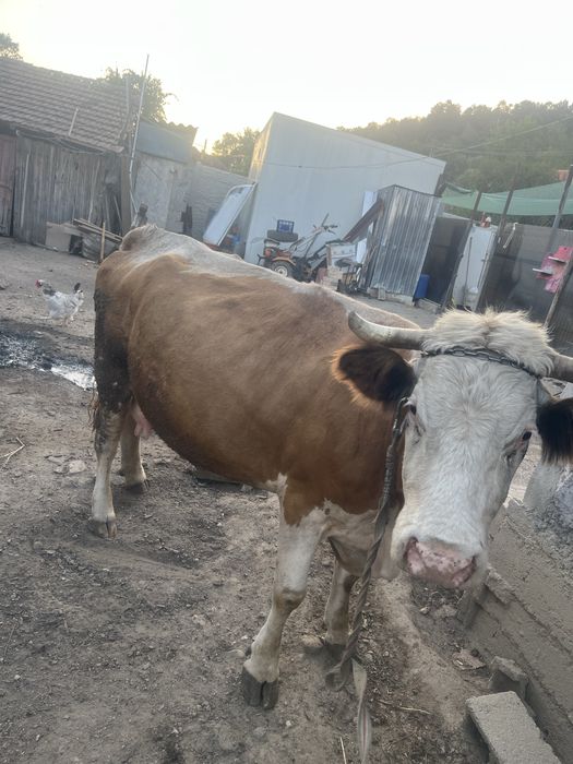 Vaca cu vitel de 7 luni