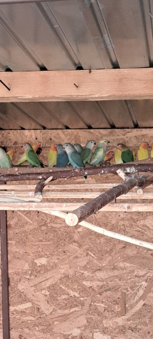 Papagali micul alexander,peruși, agapornis,porcusori de guineea