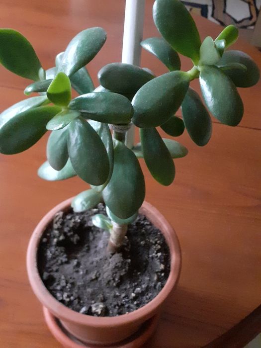 Ghivece cu flori de cameră