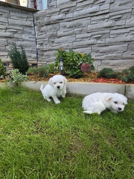 Мини малтийски болонки