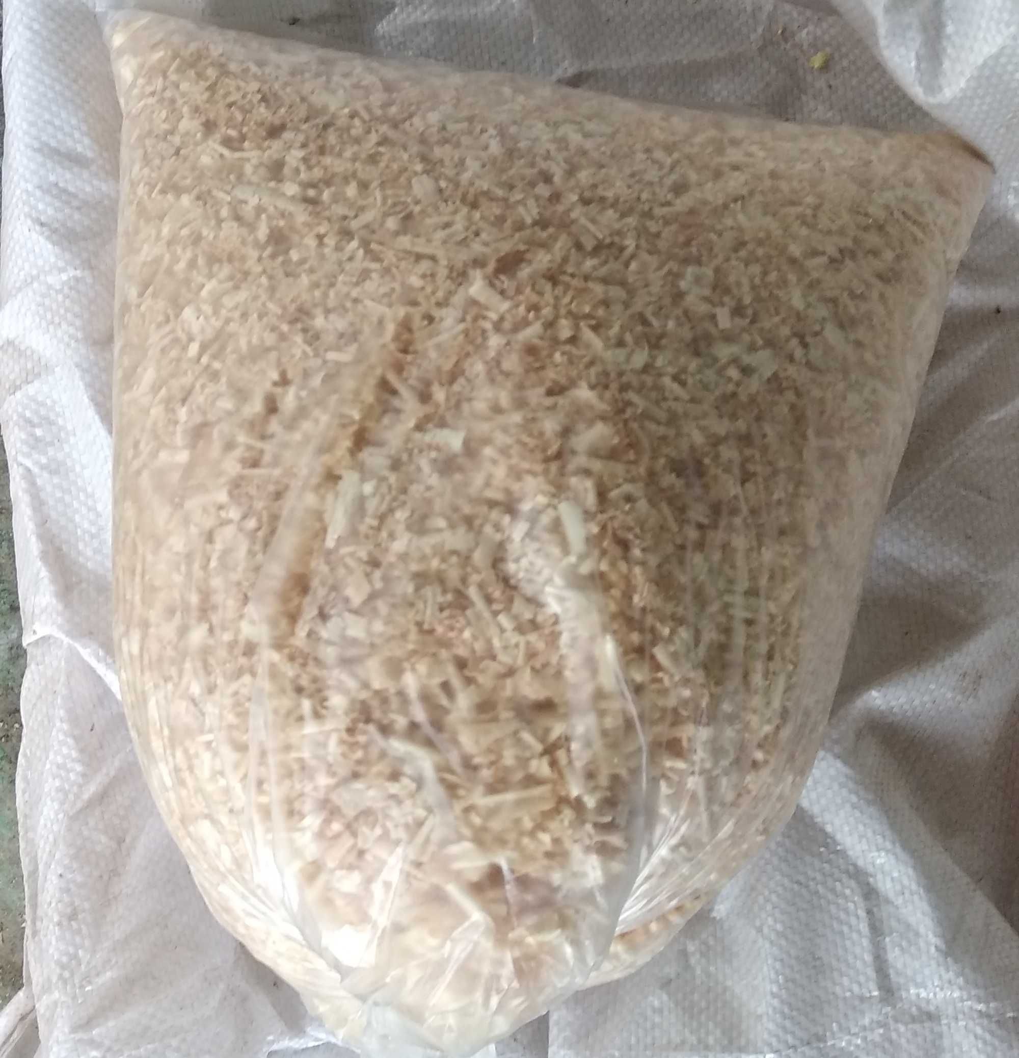 Сирийские хомяки и джунгарские хомяки
