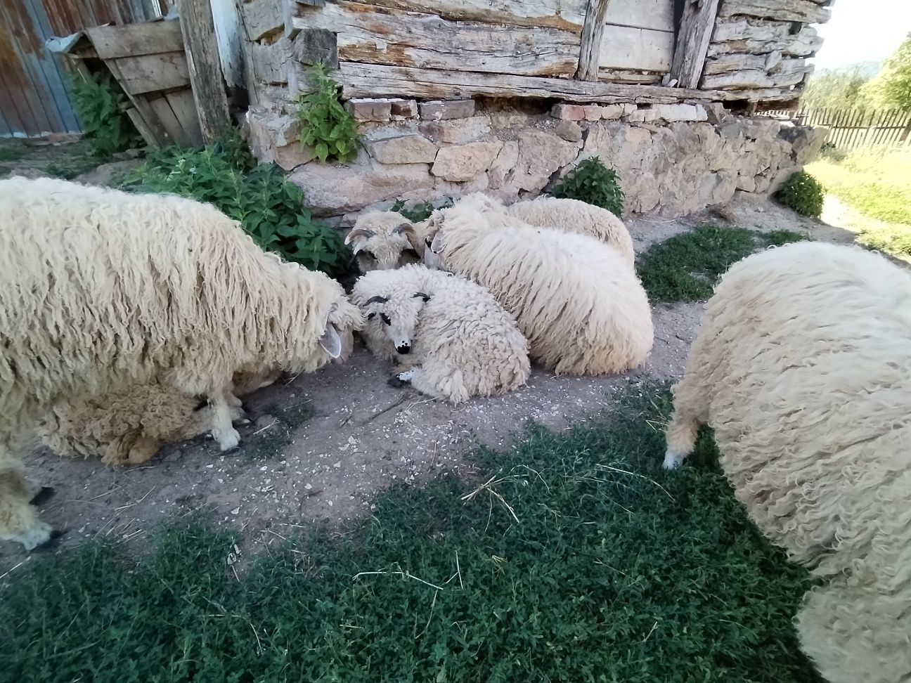 Vând 5 mielute și 2 berbecuți