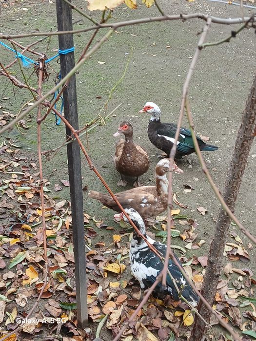 Rațe mute de anu acesta