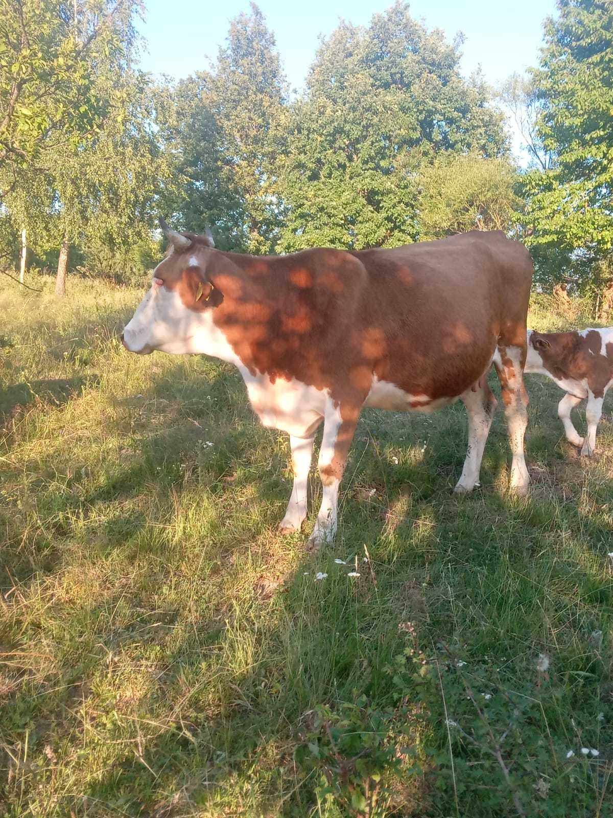 Vaci de vanzare gestante  si cu lapte