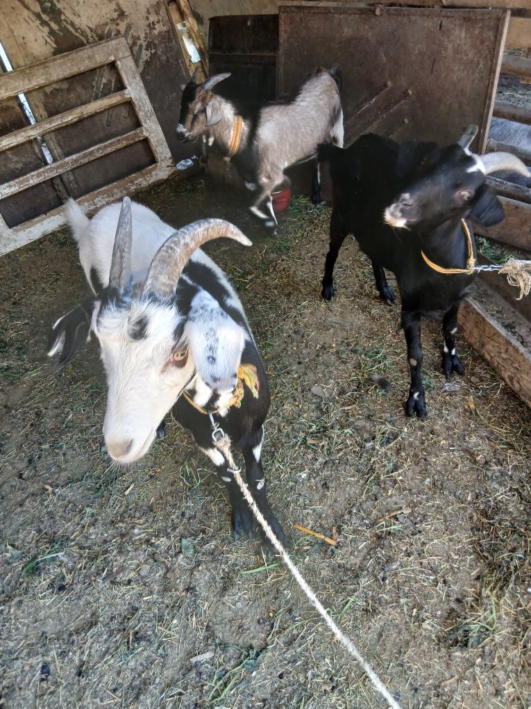 De vânzare 3 iedute și un țap toate  de anul trecut
