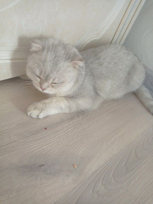 Shinshila Fold 2Ta Mushuk Sotiladi Kelishamz