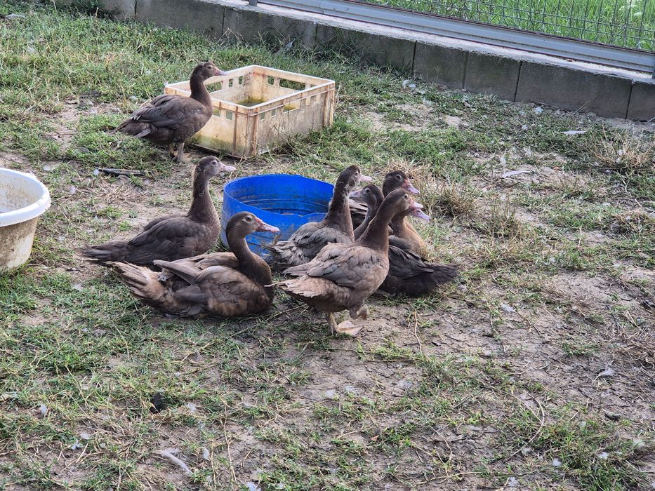 Rate mute ciocolatiu,de vanzare!