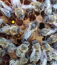 Пчелни оплодени майки 2024г