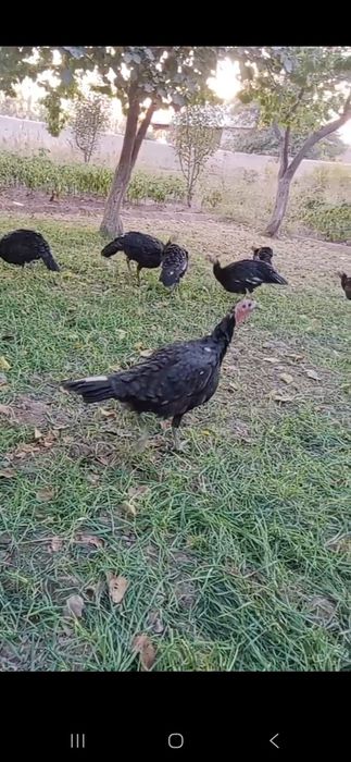 Индуклар сотилади