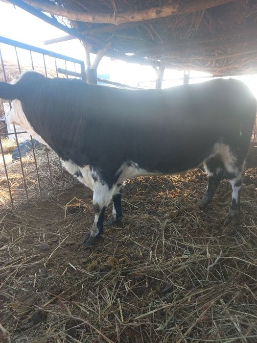 Бұқа сатылады 2.5 жасар семіз 5-6 ай бағылған