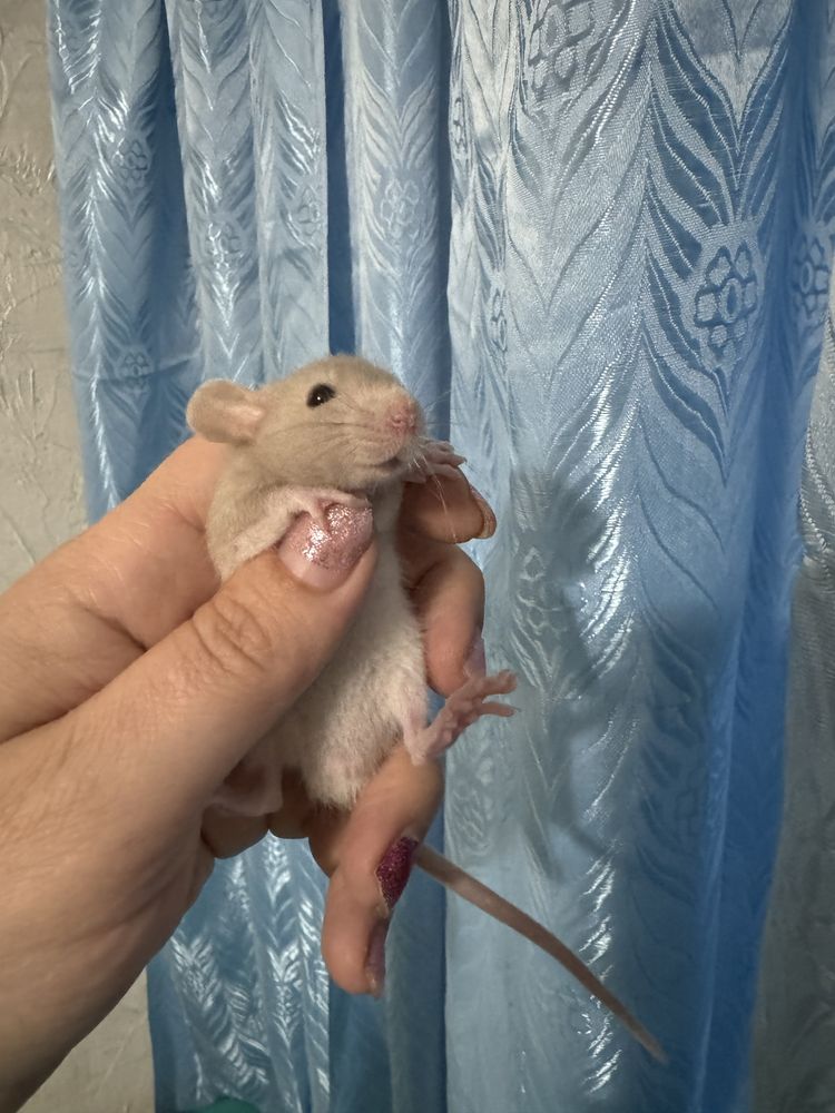 Крысы Дамбо